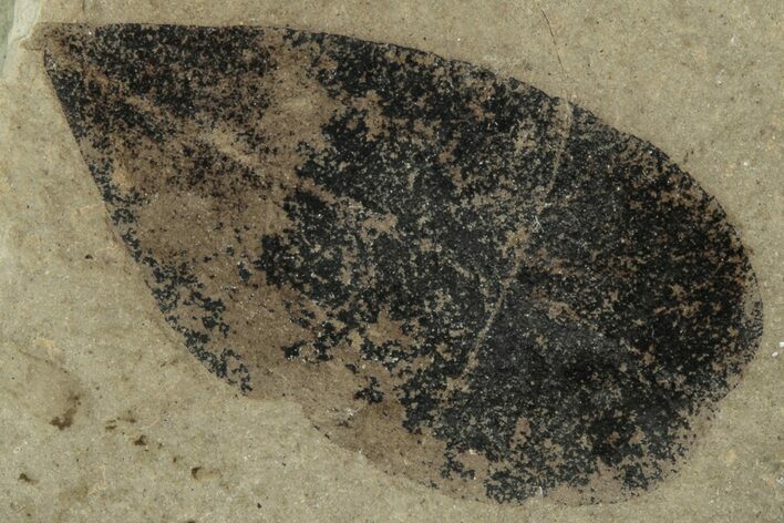 Fossil Legume (Leguminosites) Leaf - Green River, Utah #331903
